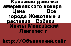 Красивая девочка американского кокера › Цена ­ 35 000 - Все города Животные и растения » Собаки   . Ханты-Мансийский,Лангепас г.